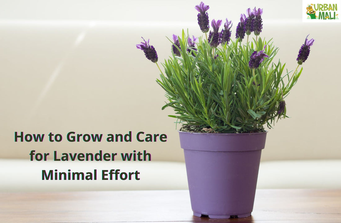 How to Grow and Care for Lavender with Minimal Effort – UrbanMali